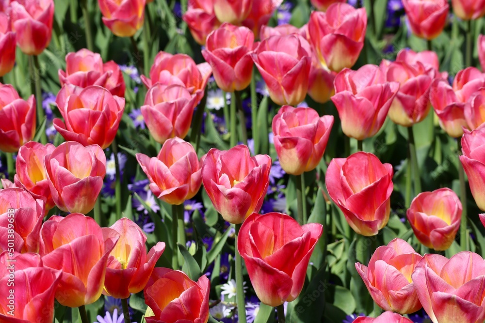 Colorful pink tulips in flower bed in spring day