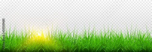 Vector grass, lawn. Grasses png, lawn png. Young green grass with sun glare.