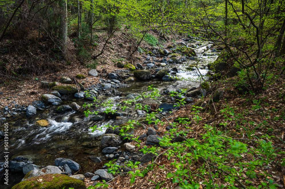 森の中を流れる川　黒沢洞合自然公園