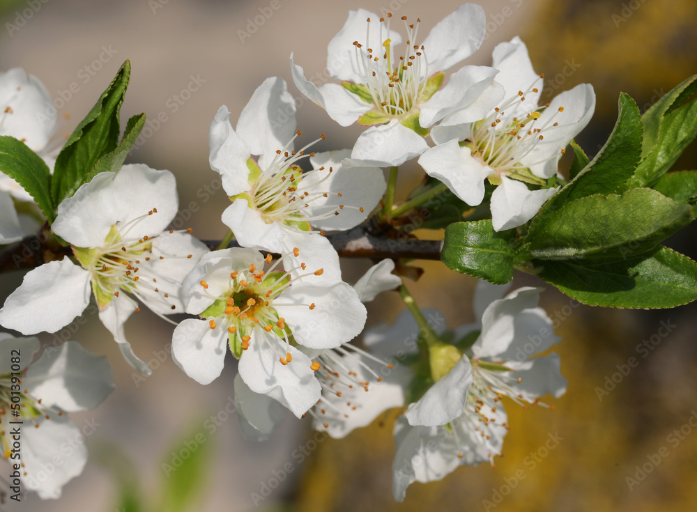 Fototapeta premium branch of while flowers in spring