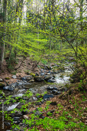 森の中を流れる川 黒沢洞合自然公園