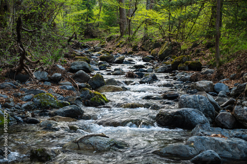Wallpaper Mural 
森の中を流れる川　黒沢洞合自然公園
 Torontodigital.ca