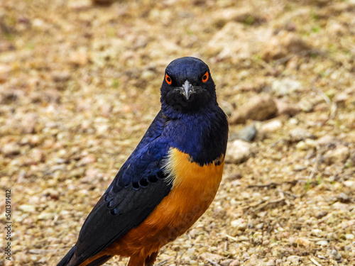 Close-up shot of a Hildebrandt's starling in the field staring at the camera photo