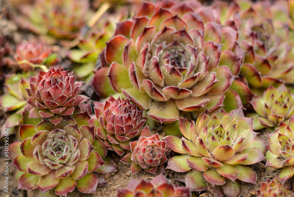 Fototapeta premium Echeveria is a stone rose, a plant of the succulent genus and the Tolstyankov family. Home garden.