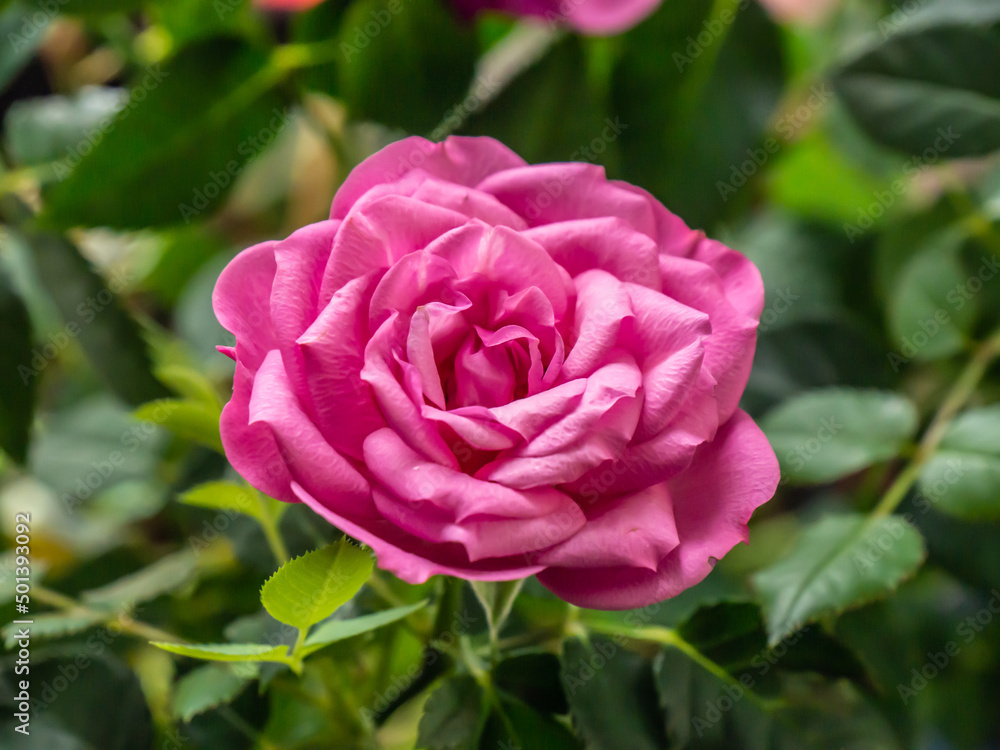 Close-up of a pink rose flower with blurred leaves in the background. Close-up of a pink rose flower with blurred leaves in the background.