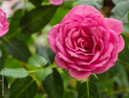 Close-up of a pink rose flower with blurred leaves in the background. © Jennifer Seeman