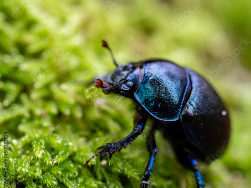 Macro focus shot of spring dor beetle standing on green plant on a sunny day with blurred background