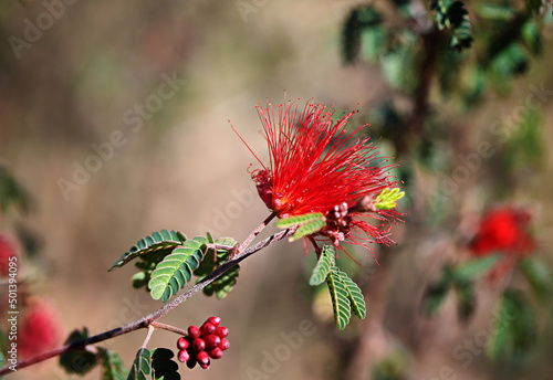 Closeup shot of a red Baja fairy duster flower growing in the desert photo