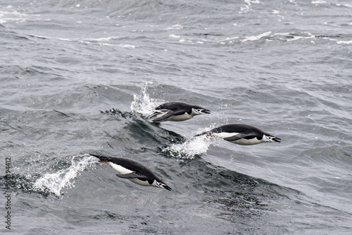 Huddle of penguins chin-strap penguins porpoising on a body of water