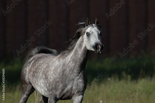Portrait of a beautiful gray arabian horse on natural dark background, head closeup in action