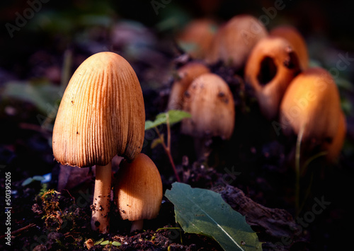Closeup of Dung beetle mushrooms growing in Badgers Mount, near Sevenoaks, Kent
