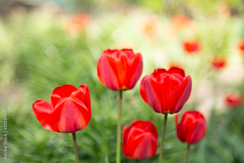 Closeup photography of group of red tulips,good as natural background.