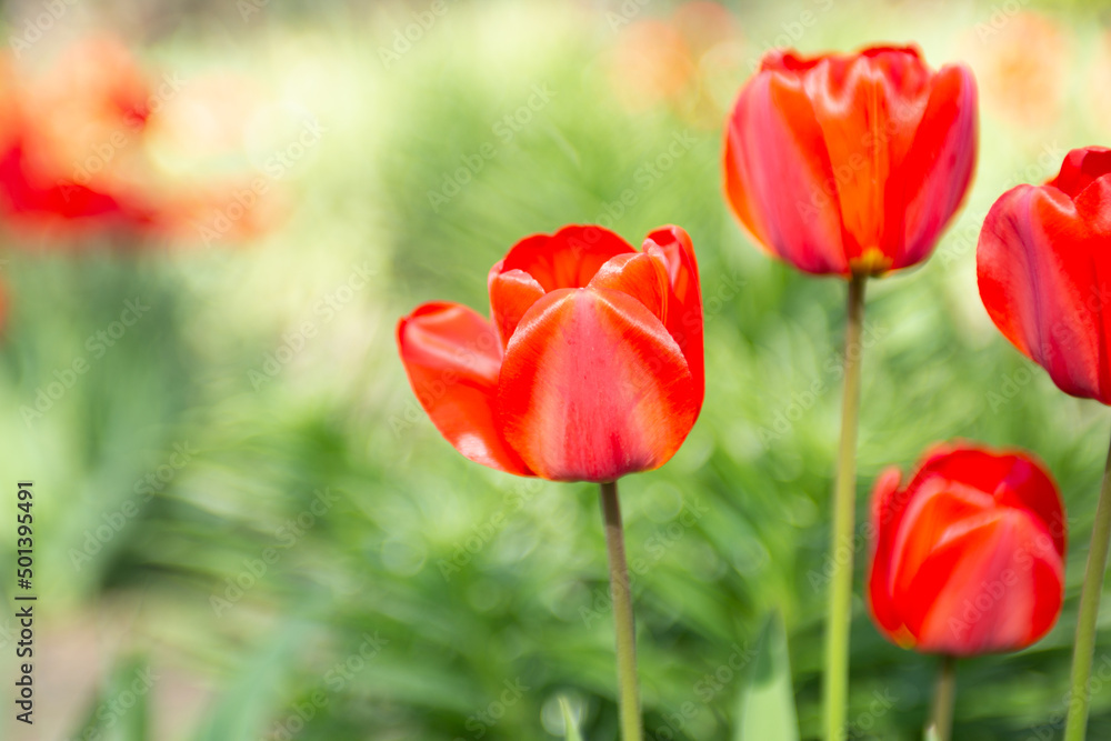 Closeup photography of group of red tulips,good as natural background. Closeup photography of group of red tulips,good as natural background.