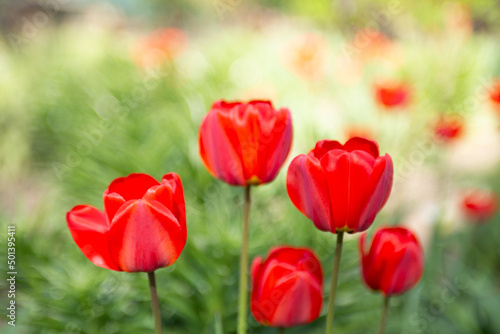 Closeup photography of group of red tulips good as natural background.