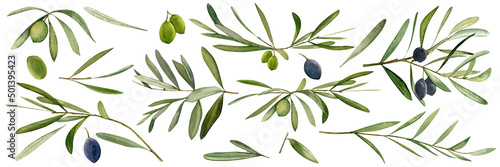 Watercolor hand drawn set illustration with olive leaf and olives.