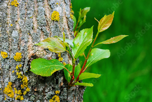 A young sprout on an old tree.