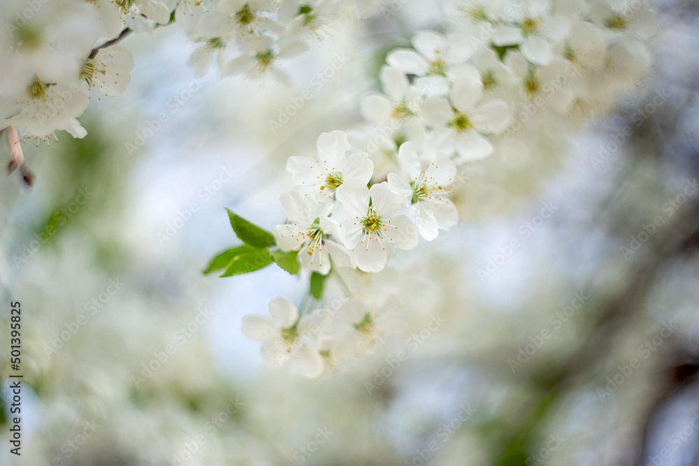 Branch with white flowers and fresh green leaves.Spring fresh, fragrant flower.