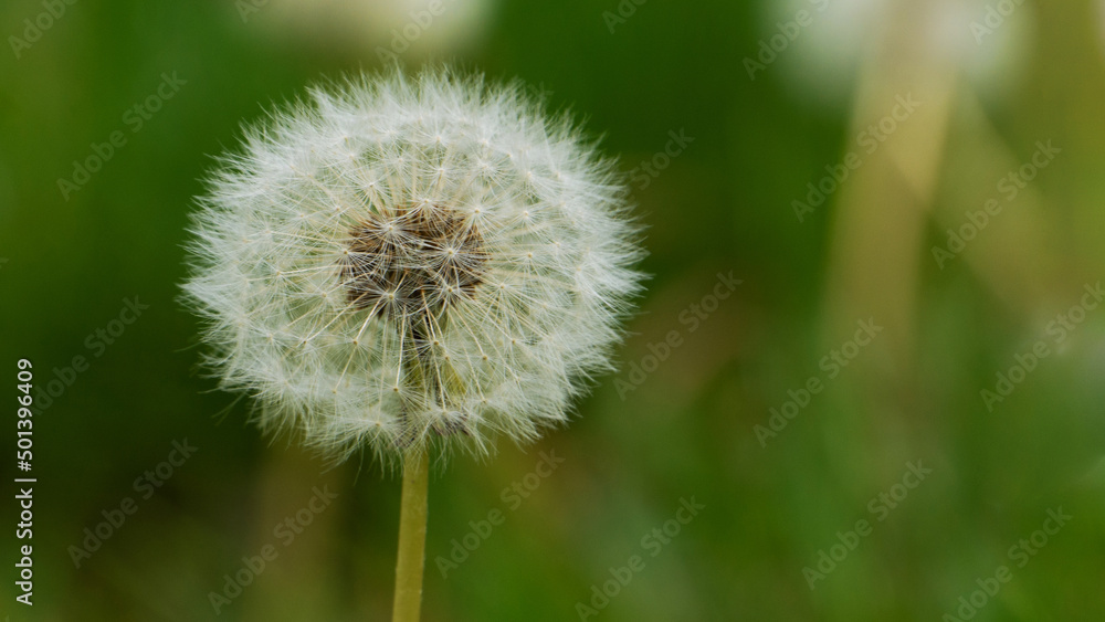 A white dandelion against a background of grass. A white dandelion against a background of grass.