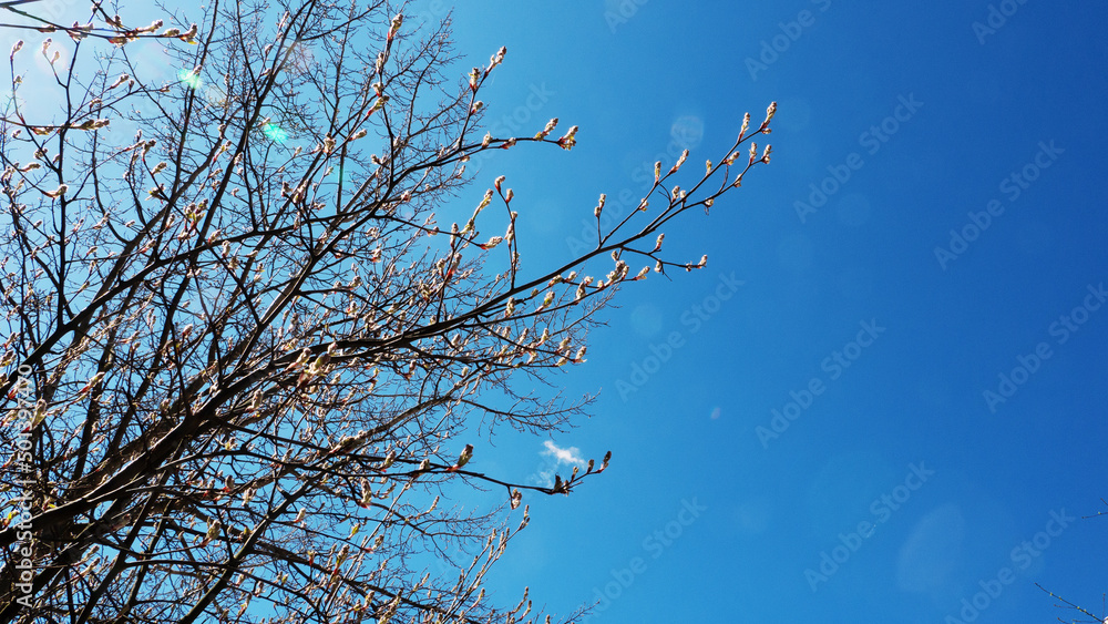 Opening tree branches against the sky. Opening tree branches against the sky.