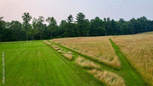 landscape with field and trees