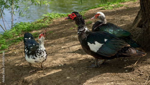 Fotografie, Obraz Closeup shot of three domestic muscovy ducks