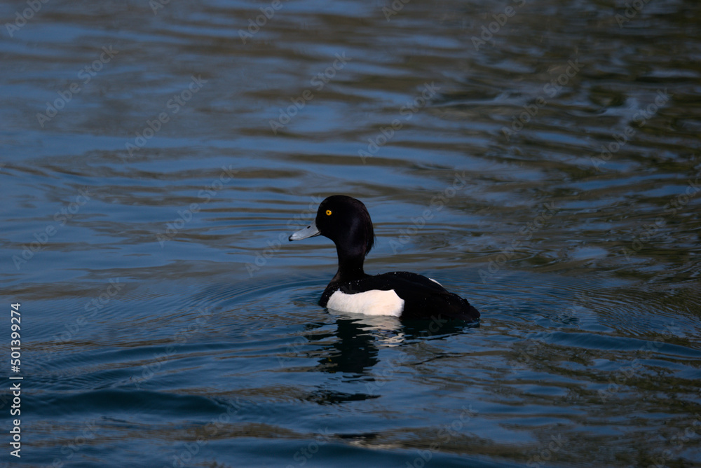 Fuligule morillon mâle (Aythya fuligula) nageant dans un lac Alsacien - Bas Rhin - France Fuligule morillon mâle (Aythya fuligula) nageant dans un lac Alsacien - Bas Rhin - France