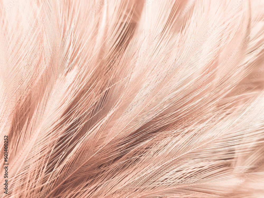 Beautiful abstract white and brown feathers on white background and