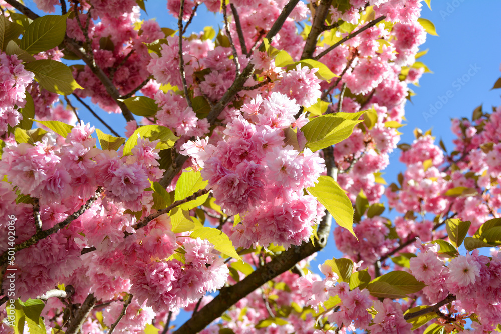 Obraz premium Pink flowers splendor on a tree