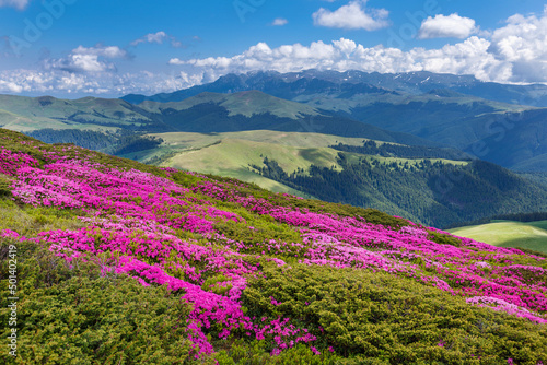 Beautiful summer landscapes in Carpatian mountains with rhododendron flowers