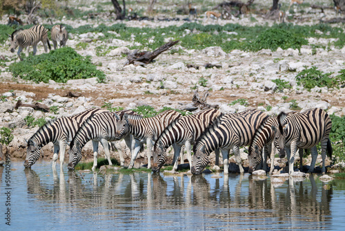 Zebra drinking water at Okaukuejo waterhole  Etosha National Park  Namibia
