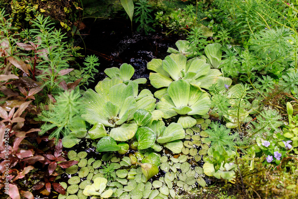 Various types of aquatic plants in a small pond in the greenhouse in