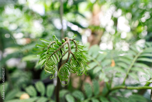 Angiopteris is a genus of huge evergreen ferns from the family Marattiaceae, photo