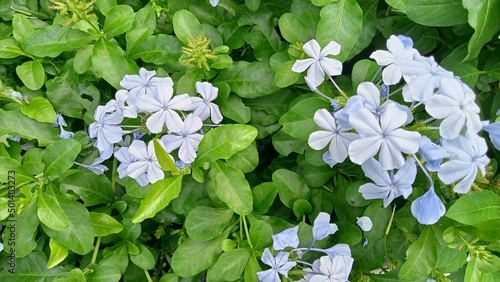 beautiful white flower green leaves background