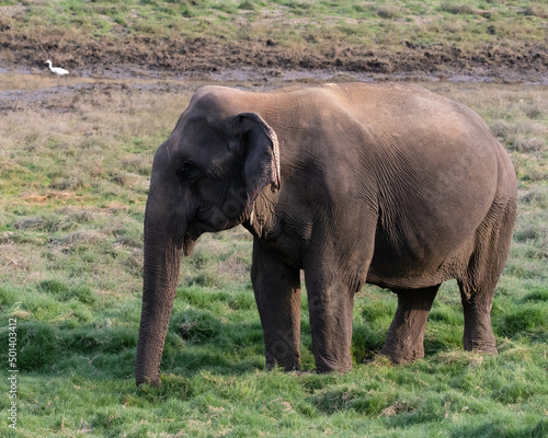 An Old Asian Elephant enjoying feeding on a sunny day at Satpura Tiger Reserve  Madhya Pradesh  India