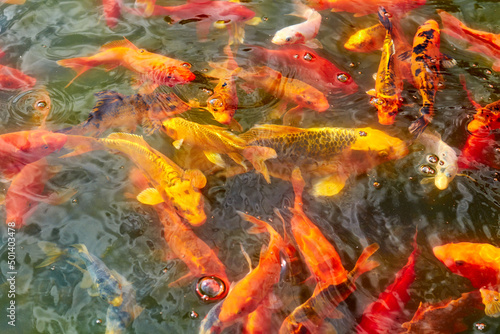 Fototapeta Naklejka Na Ścianę i Meble -  ornamental goldfish swimming in the city pond