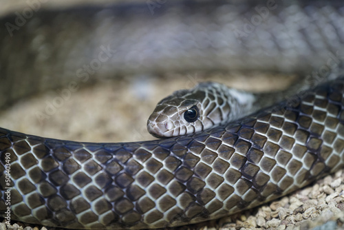 Bild auf Leinwand Closeup of a Black mamba on the stones