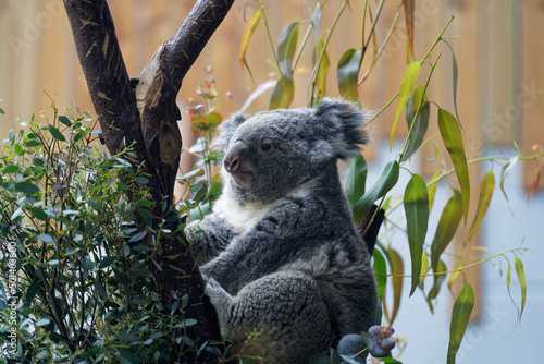 Photography Cute Koala on a tree on a blurred background in the zoo
