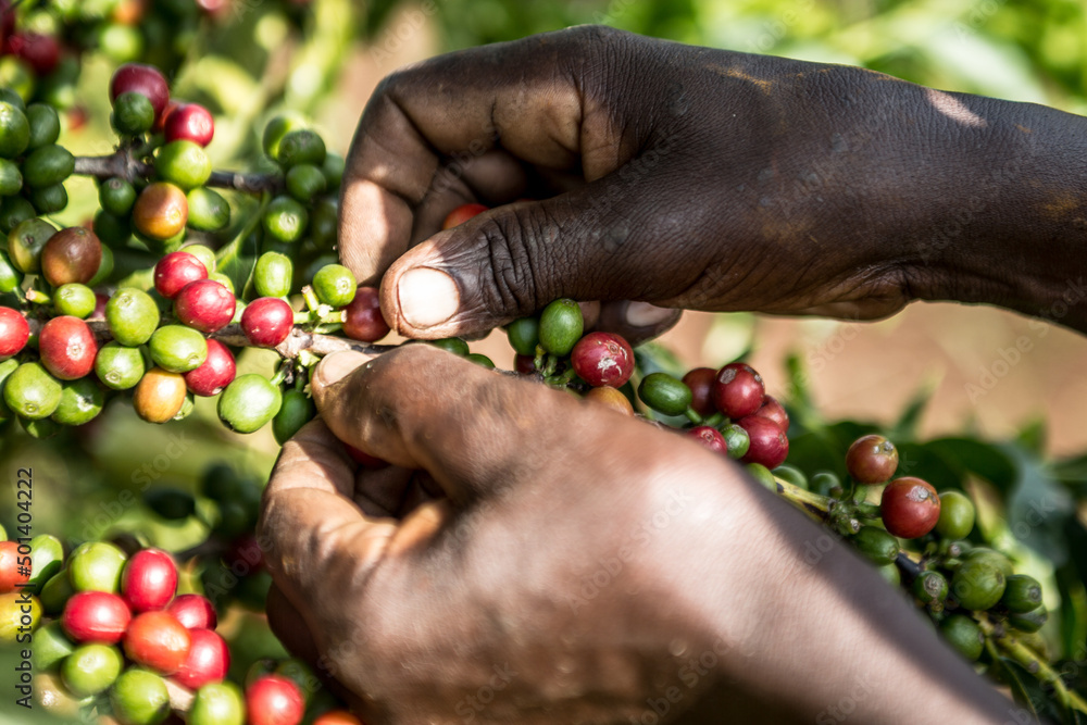 Closeup of a farmer's hands picking arabica coffee beans under the sun - obrazy, fototapety, plakaty 