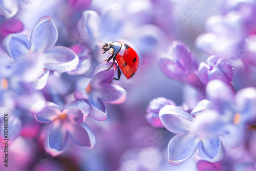 Little red ladybug in lilac flowers in spring. Very Peri. Macro shot, selective focus.
