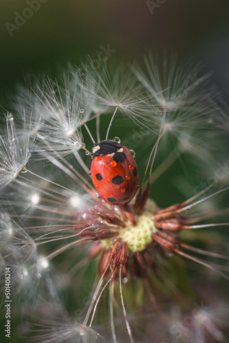Beautiful flying red ladybug with white dandelion fluffy. Macro shot. selective focus with copy space © TATIANA