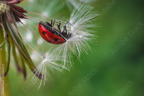 Beautiful flying red ladybug with white dandelion fluffy. Macro shot. selective focus with copy space