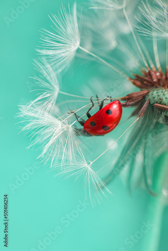 Beautiful flying red ladybug with white dandelion fluffy. Macro shot. selective focus with copy space