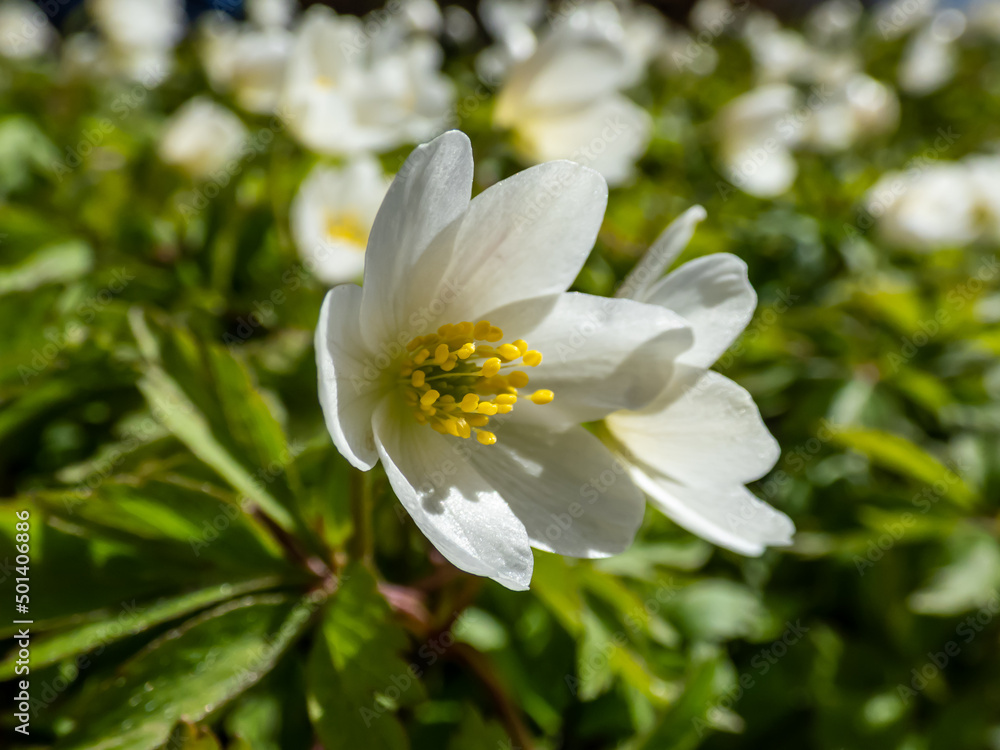 Macro of white spring flower Wood anemone (Anemone nemorosa) flowering in bright sunlight with blurred green background Macro of white spring flower Wood anemone (Anemone nemorosa) flowering in bright sunlight with blurred green background