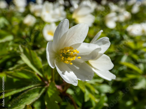 Macro of white spring flower Wood anemone  Anemone nemorosa  flowering in bright sunlight with blurred green background