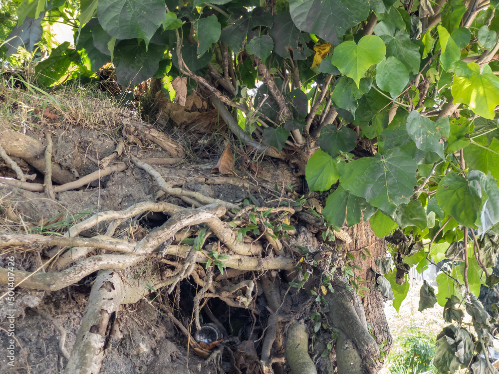 Fototapeta premium Regrowth of fresh leaves and twigs. New branches and leaves are reborn on the trunk after being damaged. Many intense green leaves keep the tree alive.