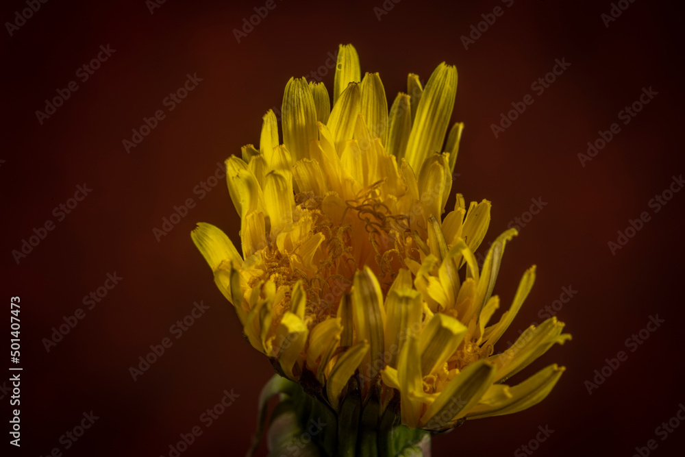 Fototapeta premium Yellow dandelion flower with red vintage background