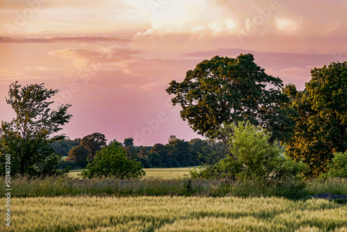 Cuadro en lienzo A Late Afternoon in Early Summer in Rural Prince Edward County