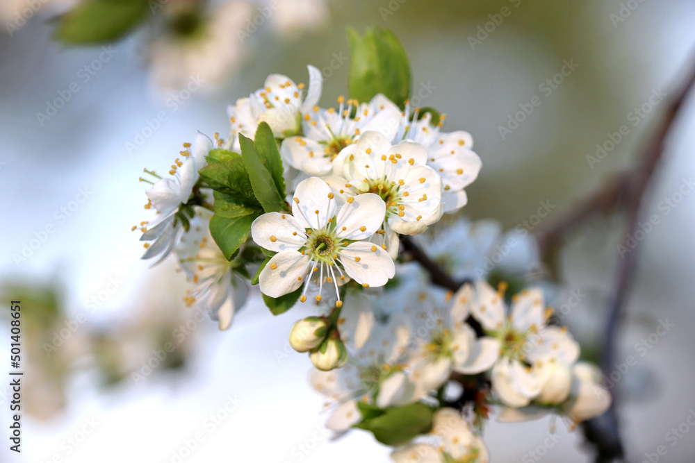 Obraz premium Cherry blossom in spring garden. White flowers on a branch on blurred background
