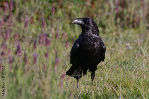 Northern Raven (Corvus corax)