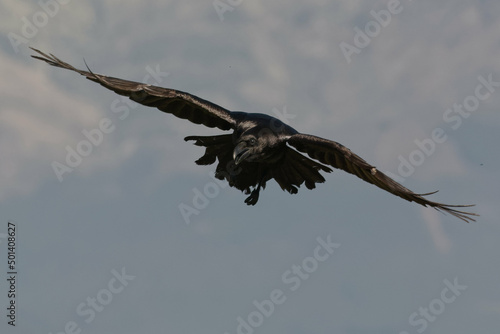 Northern Raven  Corvus corax 